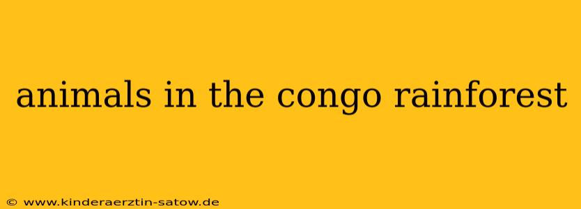 animals in the congo rainforest