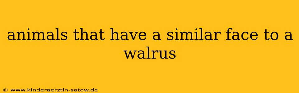 animals that have a similar face to a walrus