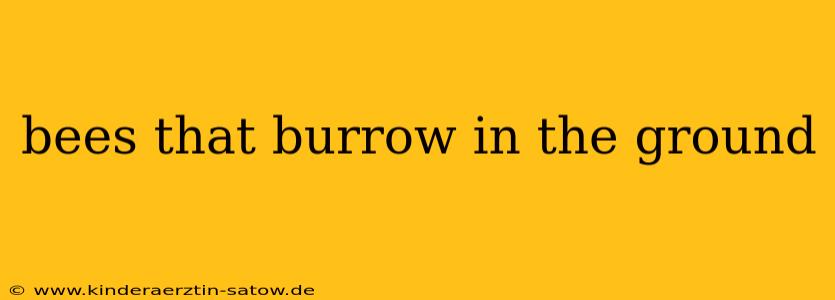 bees that burrow in the ground