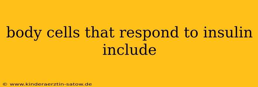 body cells that respond to insulin include