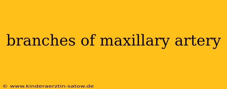 branches of maxillary artery