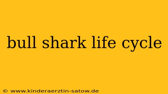 bull shark life cycle