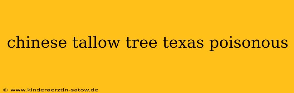 chinese tallow tree texas poisonous