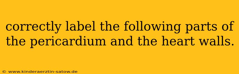 correctly label the following parts of the pericardium and the heart walls.