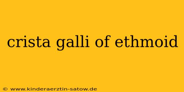 crista galli of ethmoid