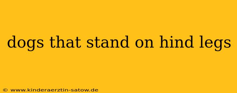 dogs that stand on hind legs