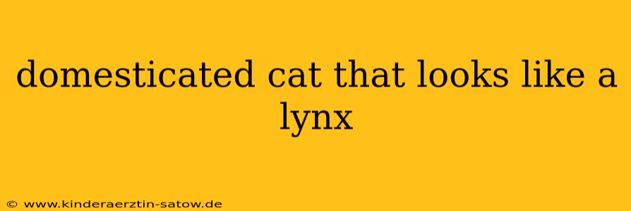 domesticated cat that looks like a lynx