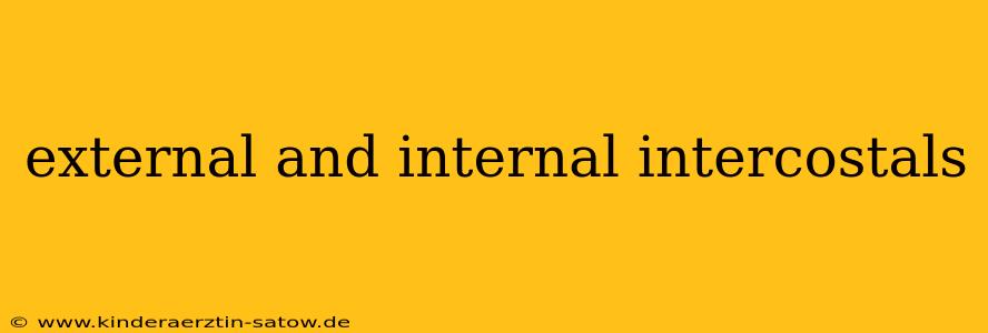 external and internal intercostals