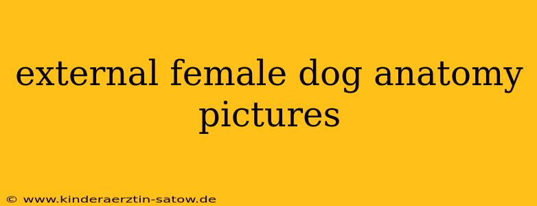 external female dog anatomy pictures
