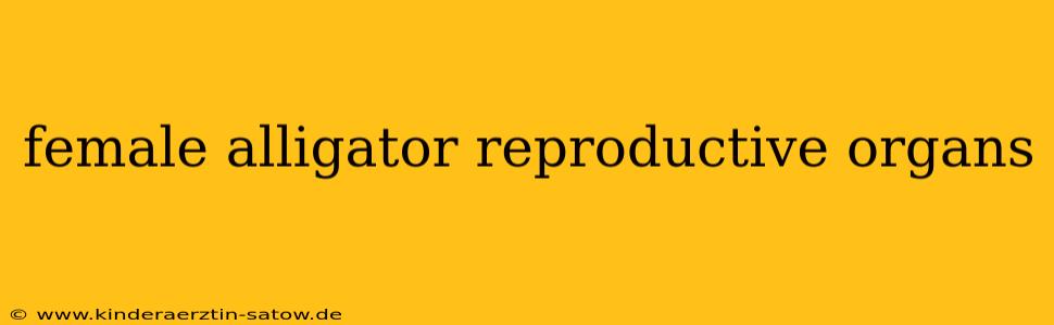 female alligator reproductive organs