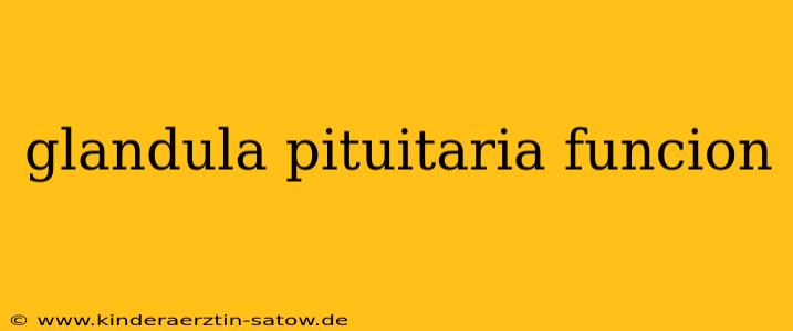 glandula pituitaria funcion