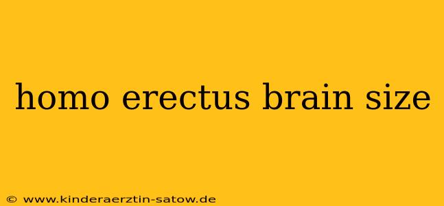 homo erectus brain size