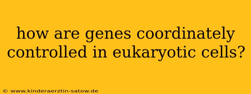 how are genes coordinately controlled in eukaryotic cells?
