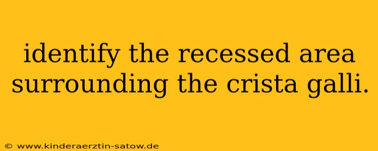 identify the recessed area surrounding the crista galli.