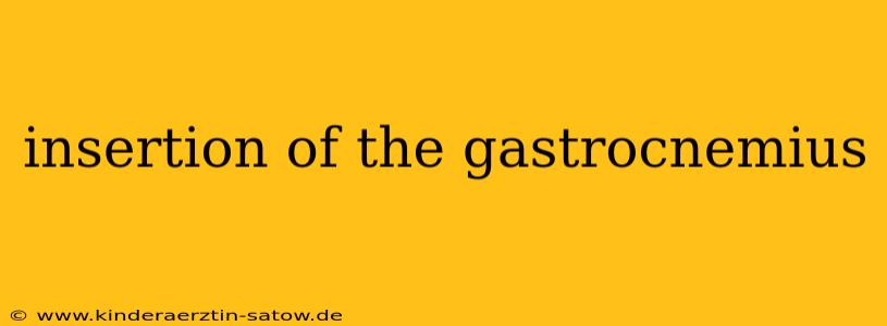 insertion of the gastrocnemius