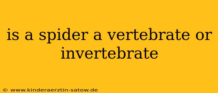 is a spider a vertebrate or invertebrate