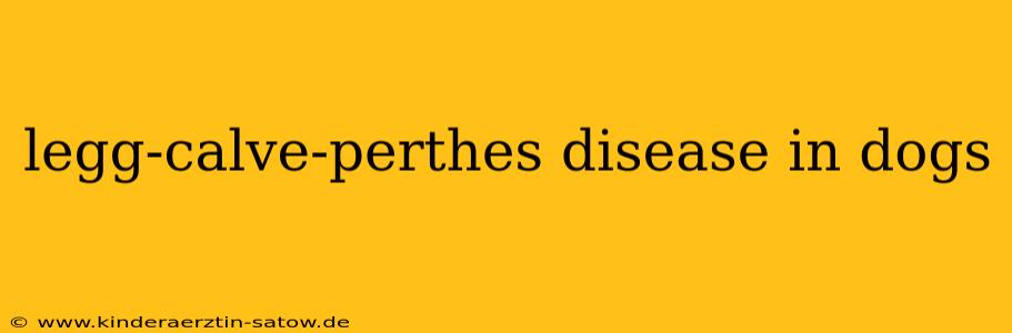 legg-calve-perthes disease in dogs