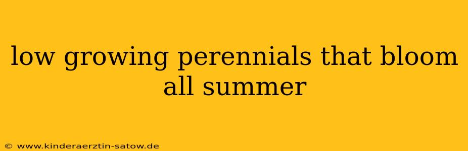 low growing perennials that bloom all summer
