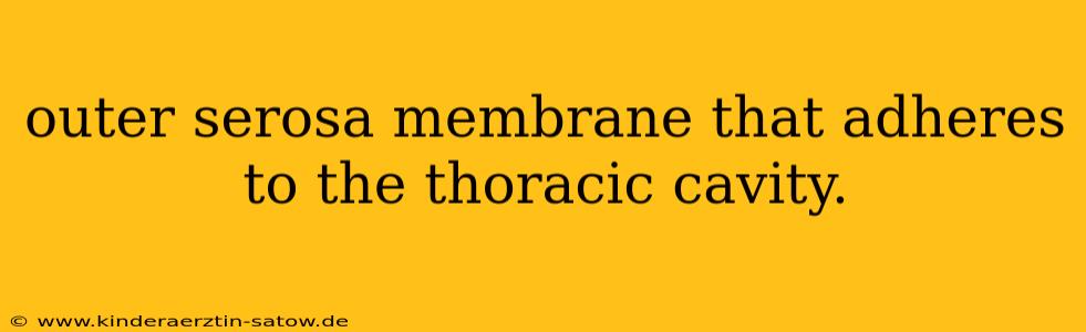 outer serosa membrane that adheres to the thoracic cavity.