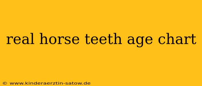 real horse teeth age chart