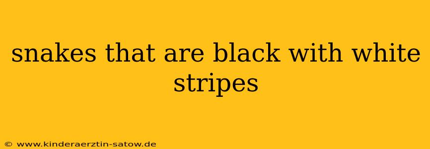 snakes that are black with white stripes