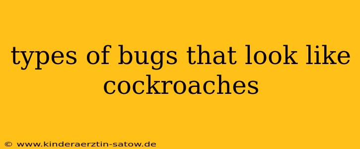 types of bugs that look like cockroaches