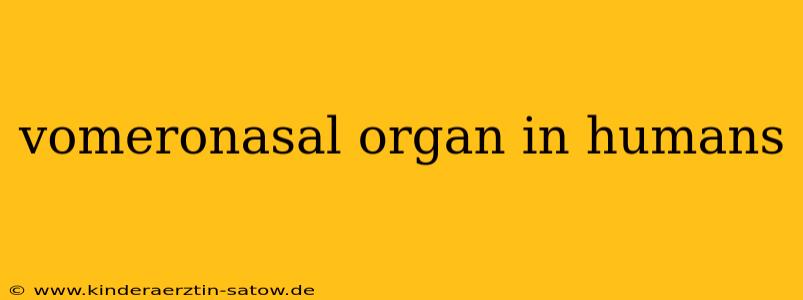 vomeronasal organ in humans
