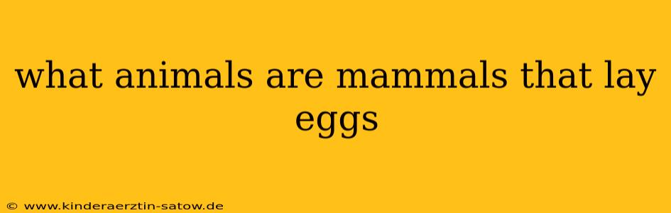 what animals are mammals that lay eggs