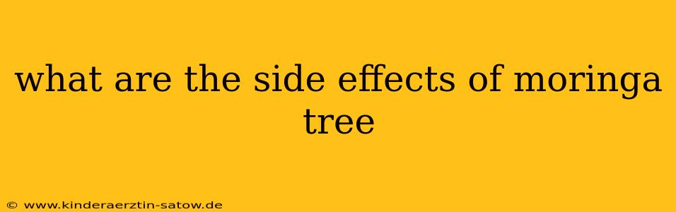 what are the side effects of moringa tree