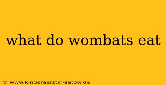 what do wombats eat