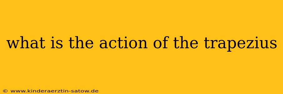 what is the action of the trapezius