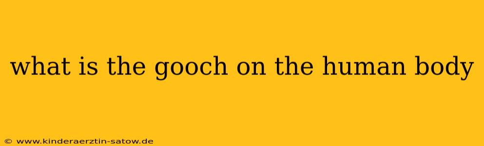 what is the gooch on the human body