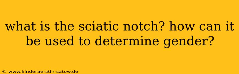 what is the sciatic notch? how can it be used to determine gender?