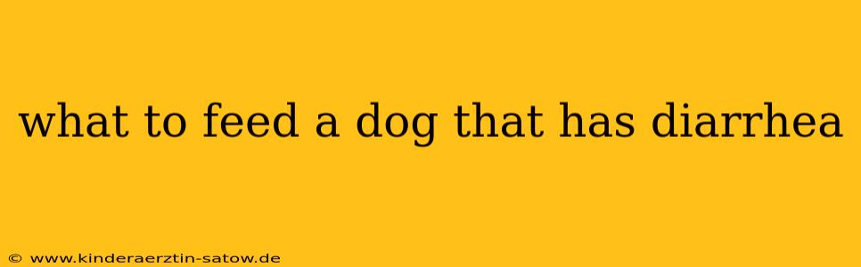 what to feed a dog that has diarrhea