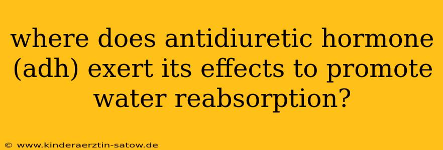 where does antidiuretic hormone (adh) exert its effects to promote water reabsorption?